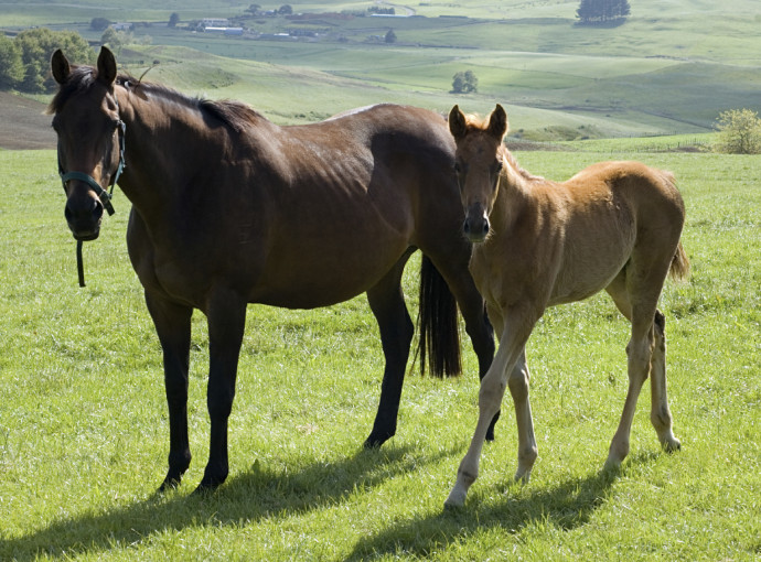 horse and foal 2