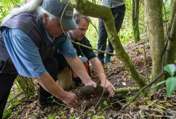 Kiwi is released into grounds of Wairakei Golf + Sanctuary